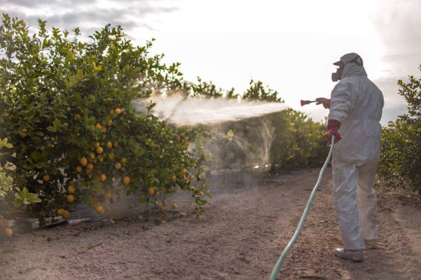 Best Local Pest Control Services  in Kelso, WA