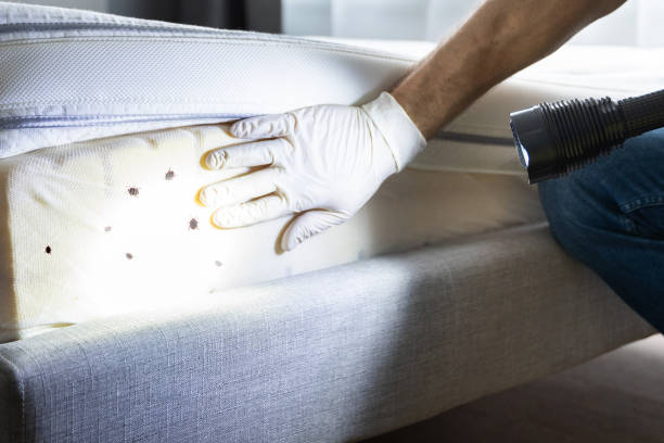 Pest Control for Restaurants in Kelso, WA