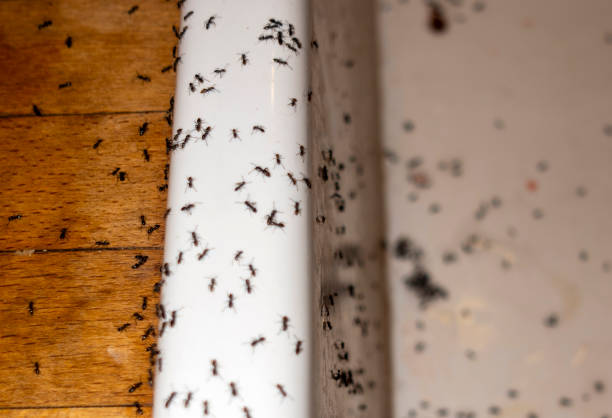 Kelso, WA Pest Control Company