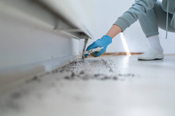 Reliable Kelso, WA Pest Control Solutions